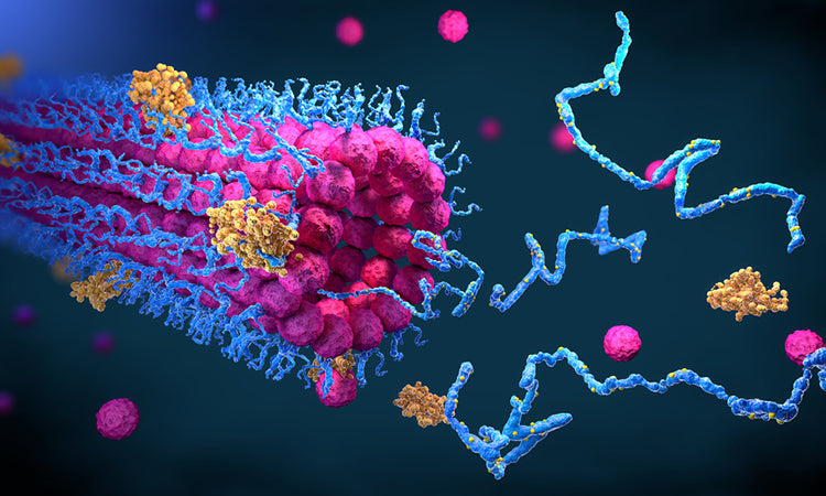 Protein Folding, Creative Evolution, and the Future of the Violin